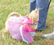 Pink Princess at the Barkin Bash