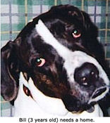 Adopt Bill - Contact Tails of Hope