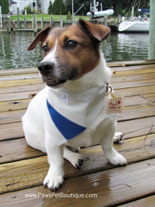 Ben loves life in Annapolis with PawsPetBoutique.com