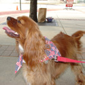 Crabtowne Canines March