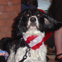 Crabtowne Canines March