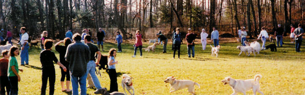 dogparkfun.jpg