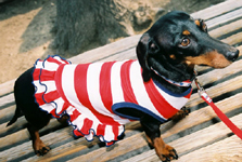 Dixie with tail-end ruffles
