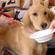Bella with Cake - GRREAT 2006
