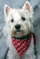 Holiday Pet Photo Party to Benefit Tails of Hope