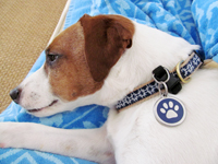 Stainless Steel Pet ID Tags with Removable Pet Tag Holder Help to Keep Your Pet Safe