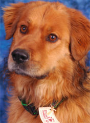 Photographed by Adrien Hood Bear shows off his new collar, as he looks for a home.