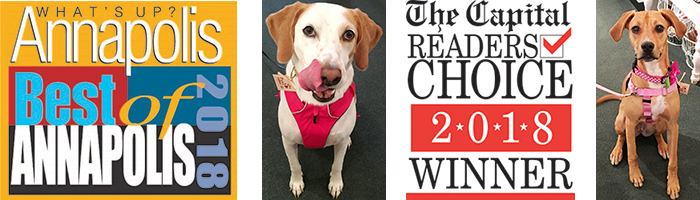 Paws Pet Boutique Voted Best Pet Shop, carrying the Best Pet Products, including Dog Harnesses