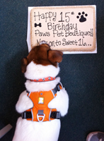 Ben celebrates 15th Anniversary of Paws pet boutique