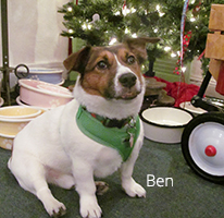Benjamin, Paws pet boutique Shop Dog