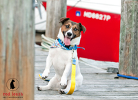 Ben, the mascot of Paws pet boutique, photographed by Red Leash