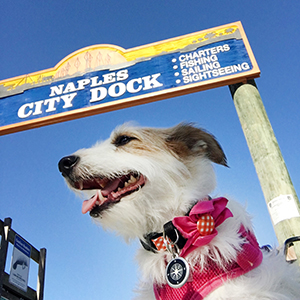 Paws  pet boutique's Shop Dog Gracie at Naples City Dock
