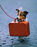 Make a Plan for You and Your Pets!
