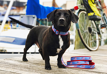 Crab American Flag Dog Collar