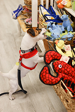 George Shops for Dog Toys at Paws Pet Boutique