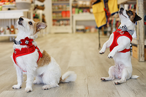 Dogs Welcome at Paws in Naples