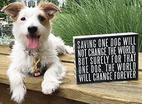 Rescue Dog Sign