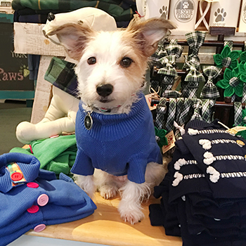 Paws pet boutique's Shop Dog Gracie