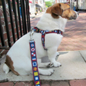 Step-in Nautical Dog Harnesses made in USA at PawsPetboutique.com