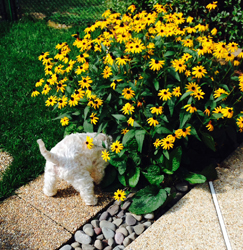 Josh digging the earth by Black Eyed Susan flowers.