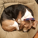 Lu. the Basset Houned snoozing with her lobster collar.