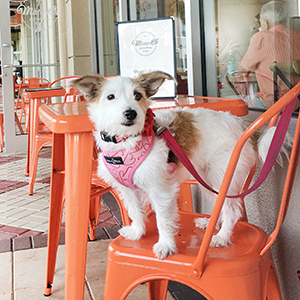 Dog Friendly Naples Restaurants by Paws pet boutique
