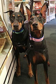 Dobermans wearing 1 1/4" wide crab dog collars.