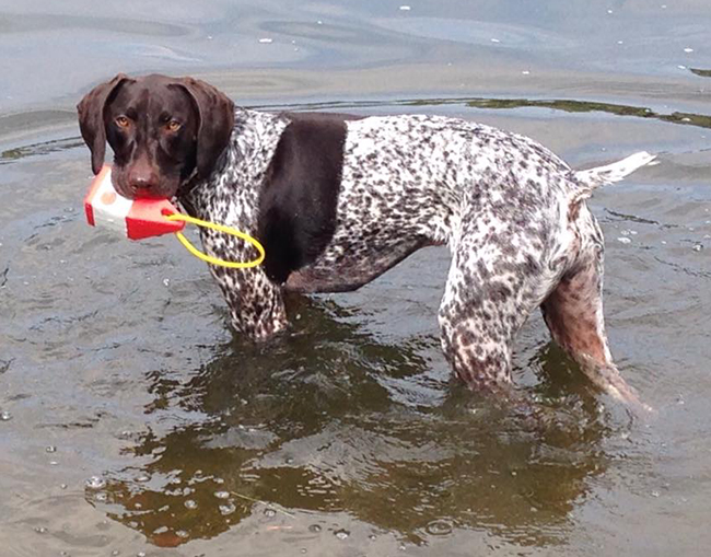 Ryeder #Pawsliving with Floating Buoy Toy