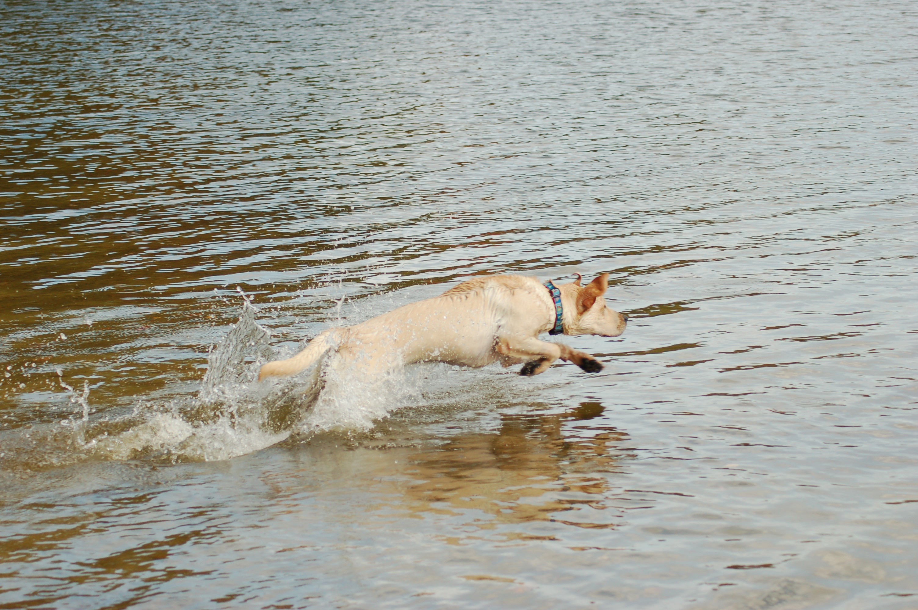 sailboatcollar-aly-water.jpg